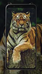 Tiger Wallpapers APK download
