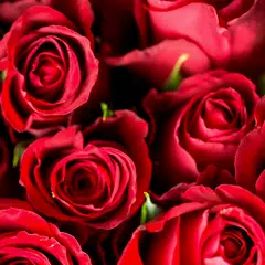 download Rose Wallpapers APK