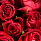 Rose Wallpapers ikon