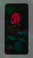 Rose Wallpapers Ekran Görüntüsü 3