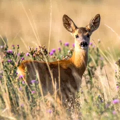 Скачать Deer Wallpapers APK