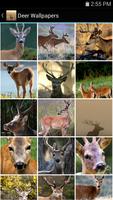 Deer Wallpapers Affiche