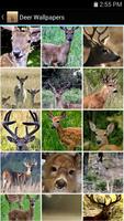 Deer Wallpapers تصوير الشاشة 1