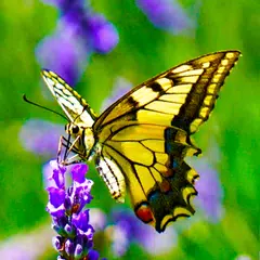 Butterfly Wallpapers APK Herunterladen