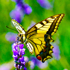 Butterfly Wallpapers أيقونة