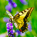 Butterfly Wallpapers APK