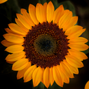 Sunflower Wallpapers aplikacja