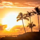 Palm Tree Wallpapers APK