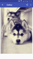 New HD Cute Siberian Husky Wallpapers स्क्रीनशॉट 3