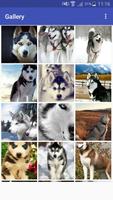 New HD Cute Siberian Husky Wallpapers Affiche