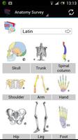 Human Anatomy постер