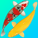 Koi Catalog aplikacja