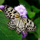 Butterfly Wallpapers APK