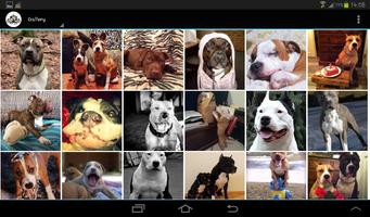 American Staffordshire Terrier screenshot 1