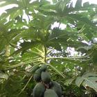 Manfaat Daun-daunan biểu tượng