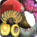 Manfaat Buah-buahan APK