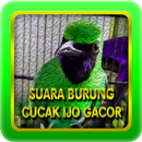 Suara Burung Cucak Ijo Gacor-APK