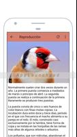 Canto y reclamo jilguero captura de pantalla 3