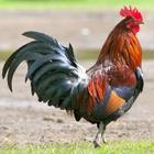 ikon rooster suara