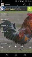 rooster suara poster