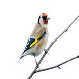 Canto Jilguero Gratis