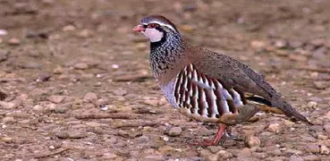 パートリッジ請求