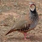 Icona Reclamo Partridge