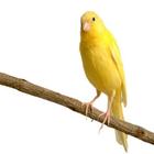 canary icon