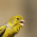 canary