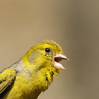 Kanarienvogel Zeichen