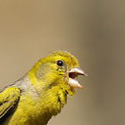 Canary Singing simgesi