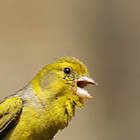 canari icône