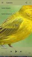 Kanarienvogel Plakat