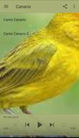 canari Affiche