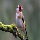 Goldfinch APK