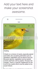 Canary APK download