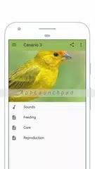 Canary APK download