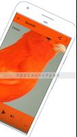 Canario: Canto y Sonidos captura de pantalla 2