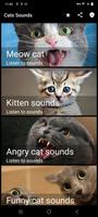 أصوات القطط الملصق