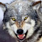 Wolf Wallpapers 图标