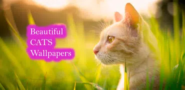 Cat Wallpapers