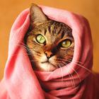 Cat Wallpapers آئیکن