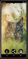 Cat Wallpapers پوسٹر