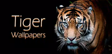 Тигр Обои | Крутые тигры