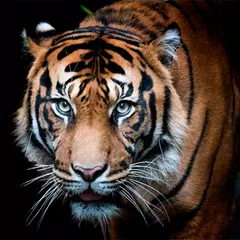 Tiger Wallpapers | Cool tigers APK download