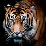 Tiger Wallpapers 图标