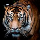 Tiger Hintergrundbilder APK