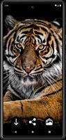 پوستر Tiger Wallpapers