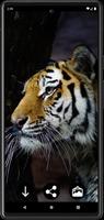 Tiger Wallpapers 截图 2