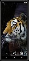 Tiger Hintergrundbilder Screenshot 2